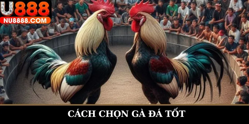 Cách chọn gà đá tốt