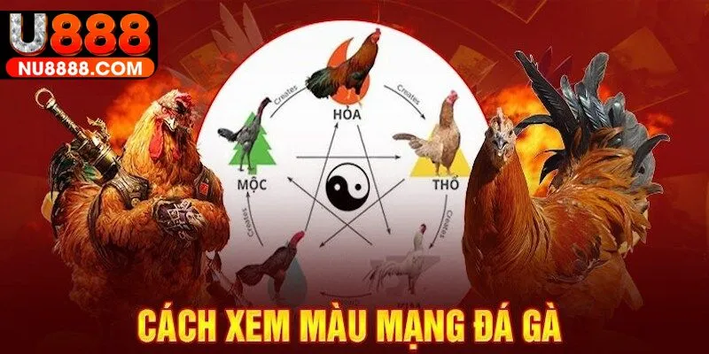 Cách xem màu mạng gà đá